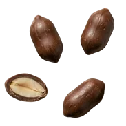 Édes földimogyoró
