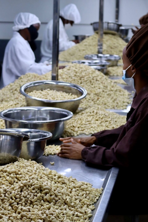 A kesudió feldolgozása, Grizly