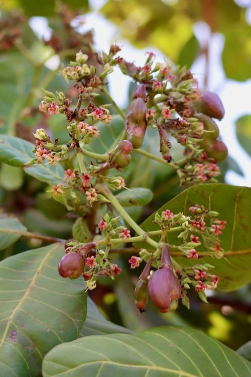 Hogyan nő a kesudió, Grizly