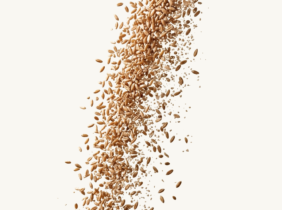 tönkölybúza szemek