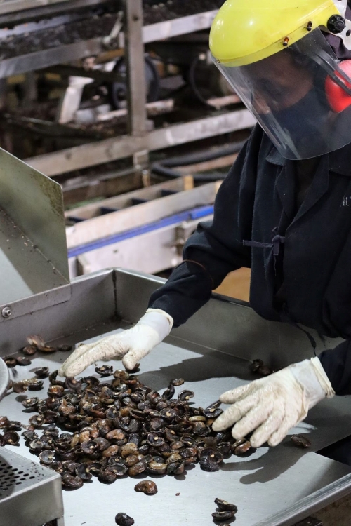 Kesudió betakarítása – kesufa, Grizly