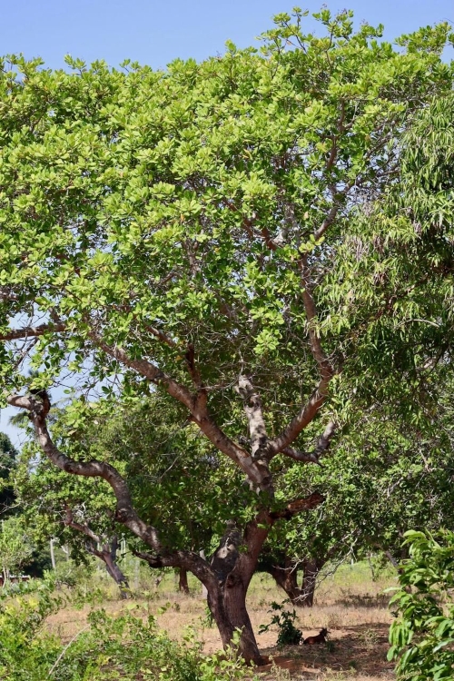 Hogyan nő a kesudió – kesufa, Grizly