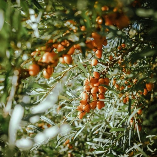 Máriatövis és homoktövis étrend-kiegészítő Grizly