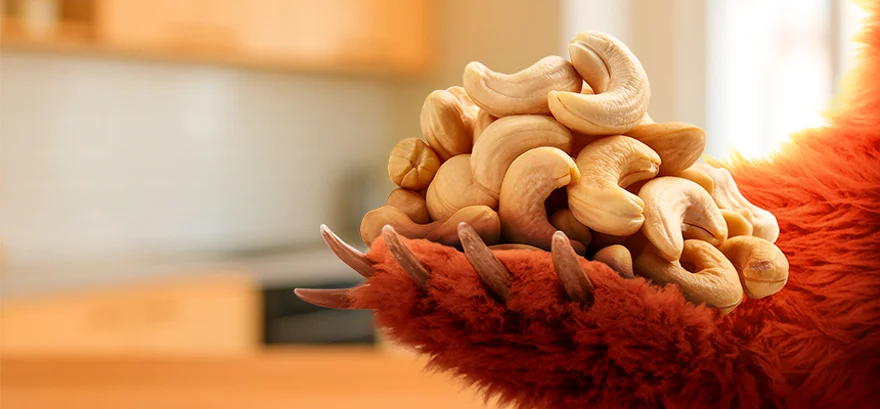 Hogyan válasszuk ki a legjobb kesudiót? A Grizly segít