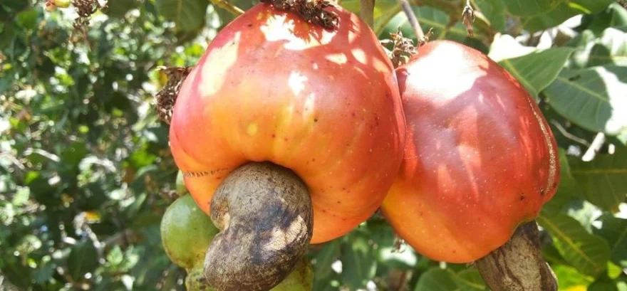 Kesudió: Honnan származik és hogyan nő