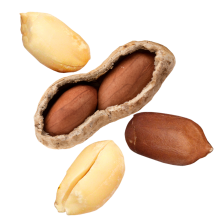 Földimogyoró
