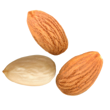 Mandula