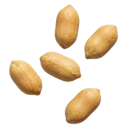 Pörkölt földimogyoró