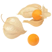 Perui földicseresznye