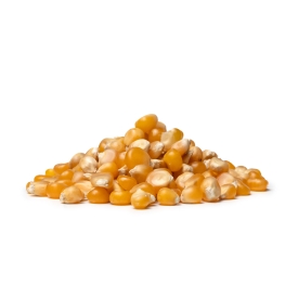 Popcorn kukorica