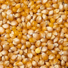 Popcorn kukorica
